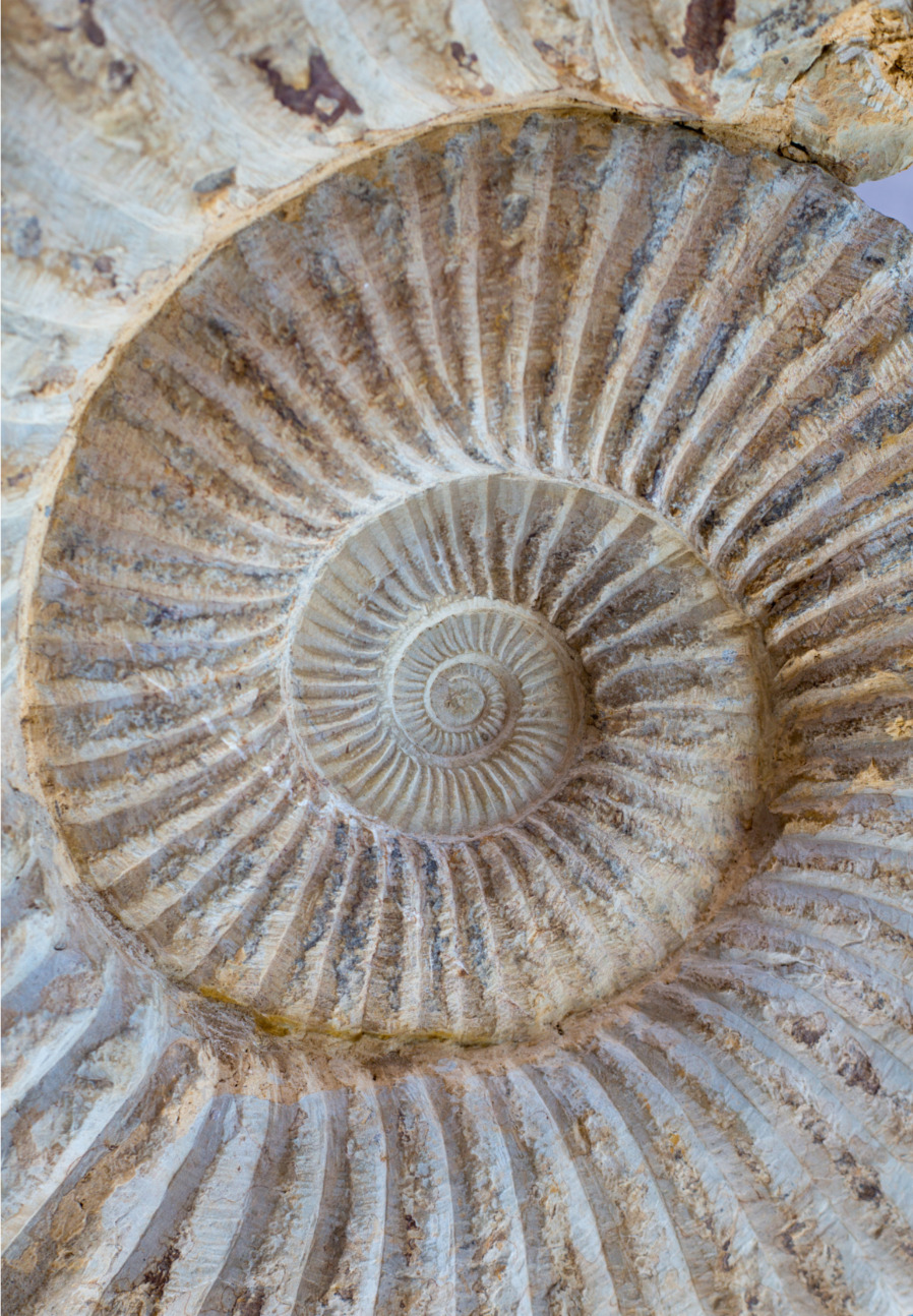 spiral extra light.png