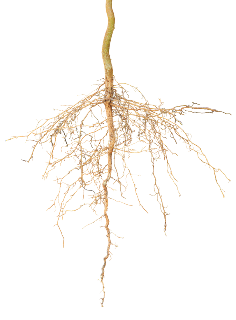 roots.png