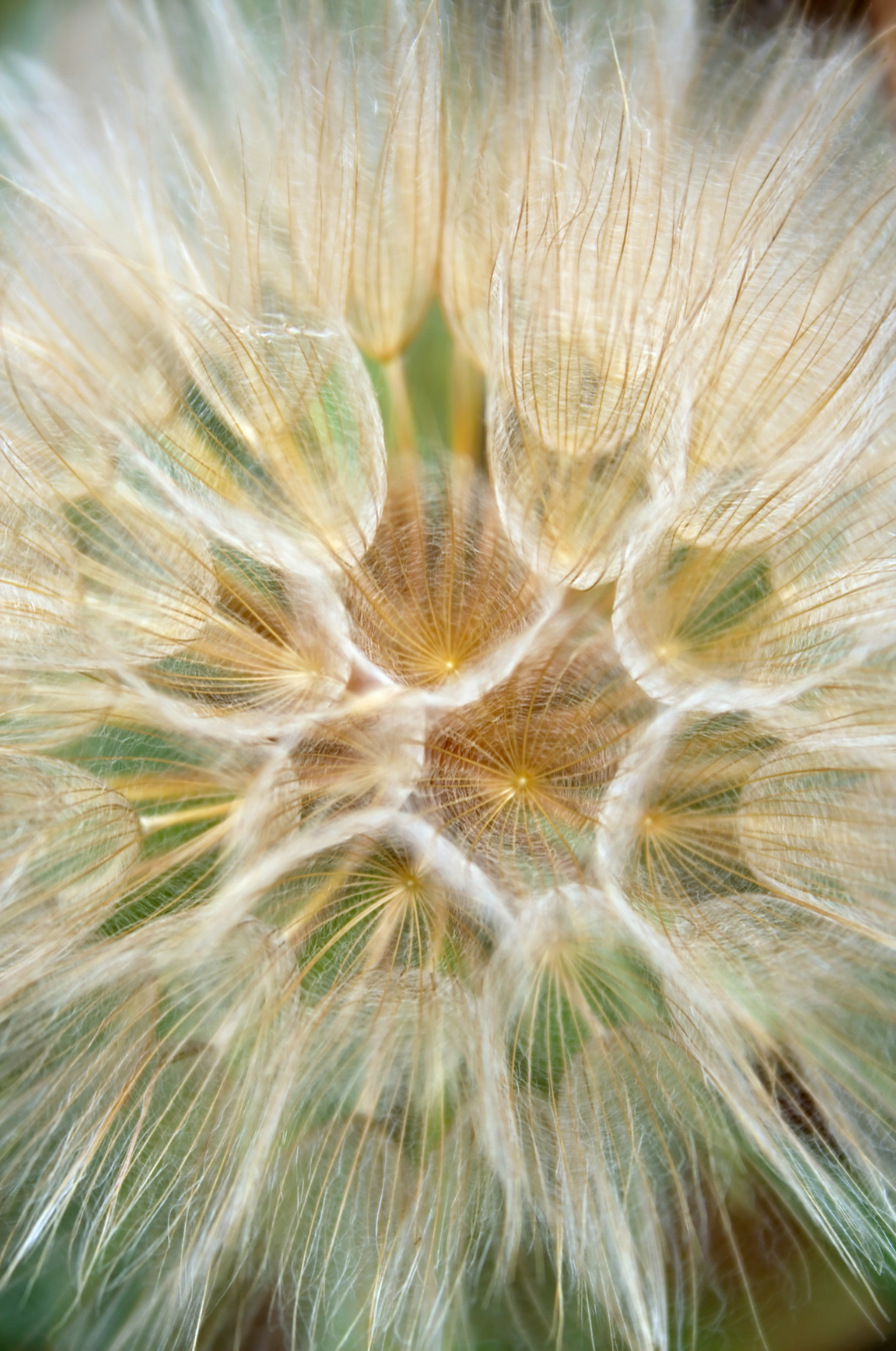 dandelion.png