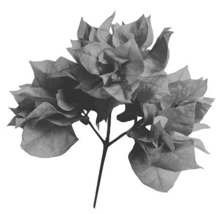 Bougainvillea.png