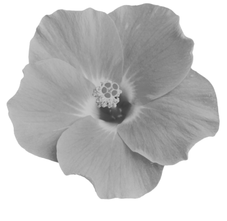 Sea Hibiscus.png