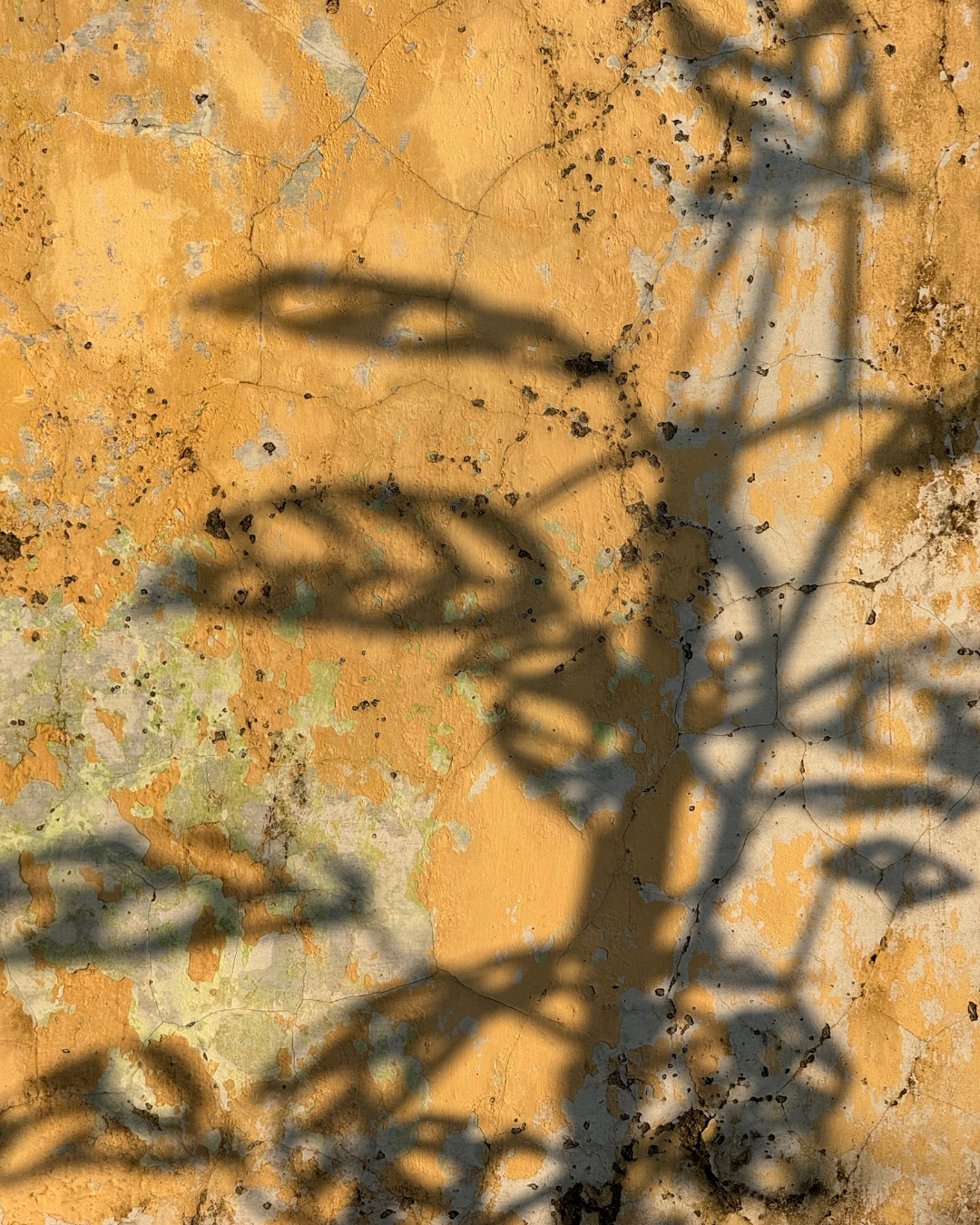 textured yellow wall plant shadow.png