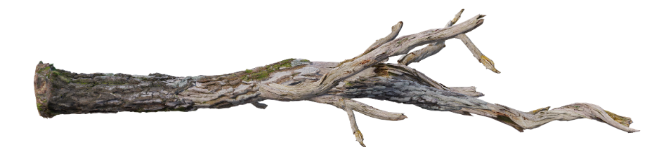 branch 1.png