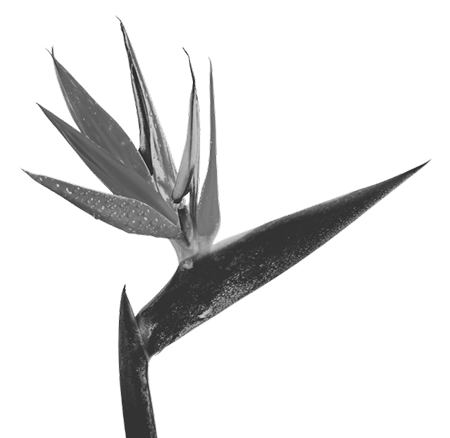birds of paradise.png