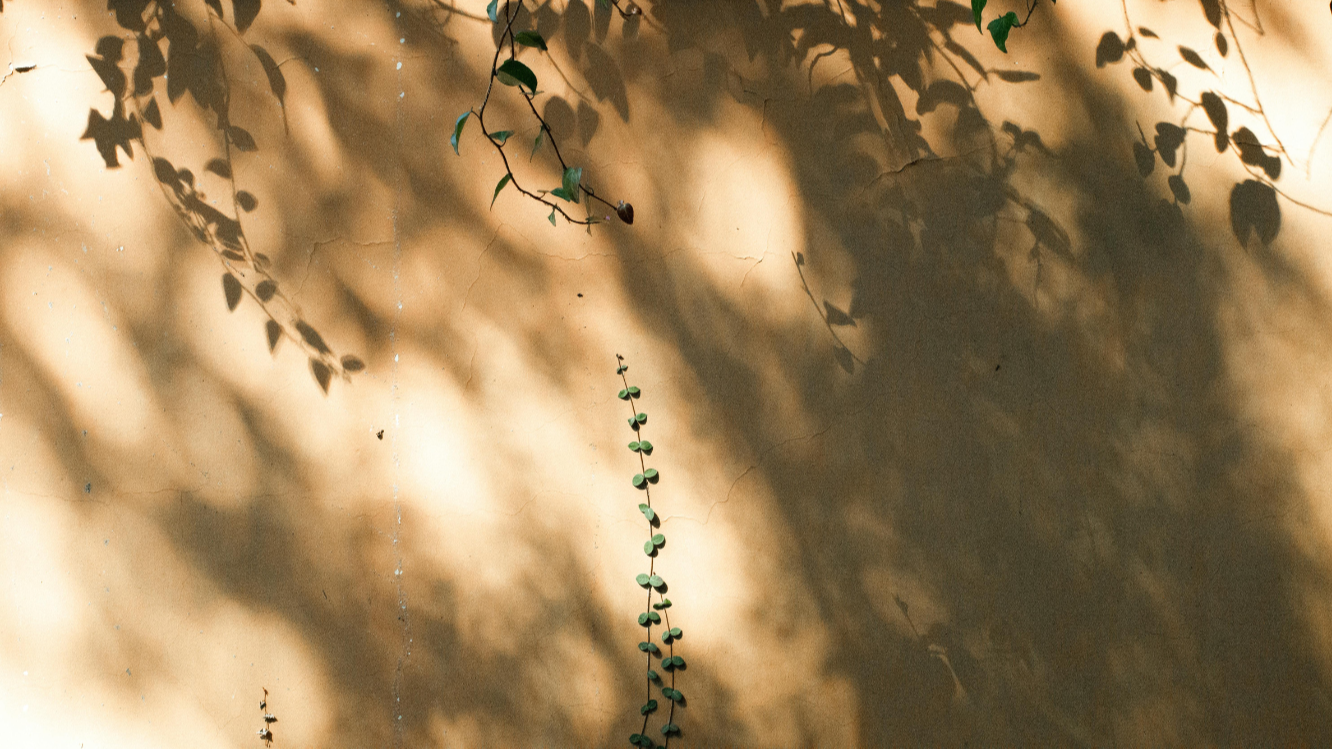 wall with plant shadow.png