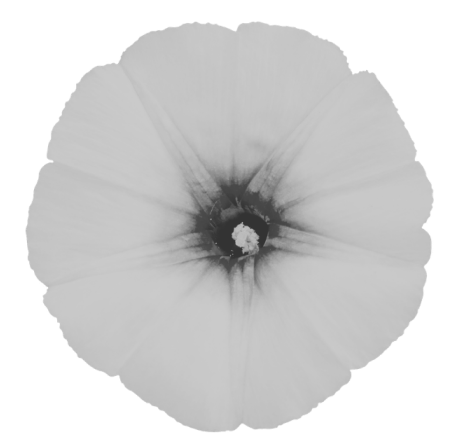 morning glory.png
