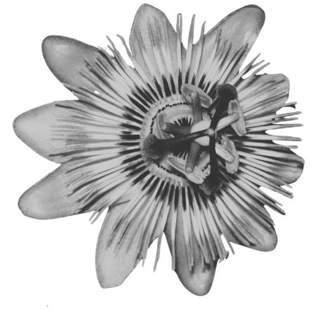 Pasyonara.png
