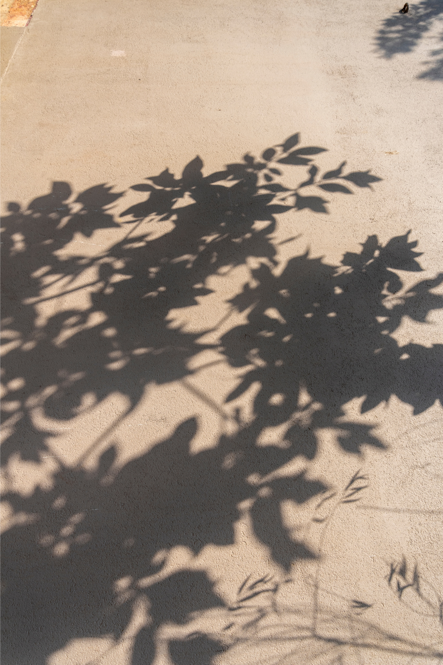 leaf shadow texture.png
