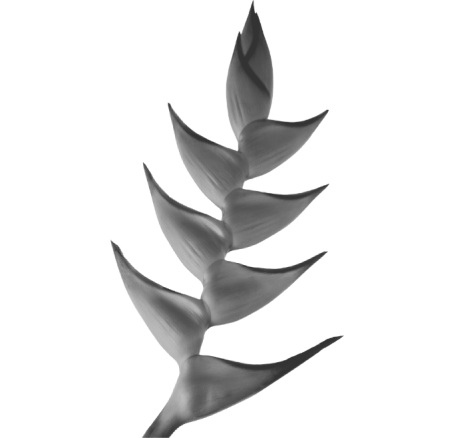 Heliconia.png