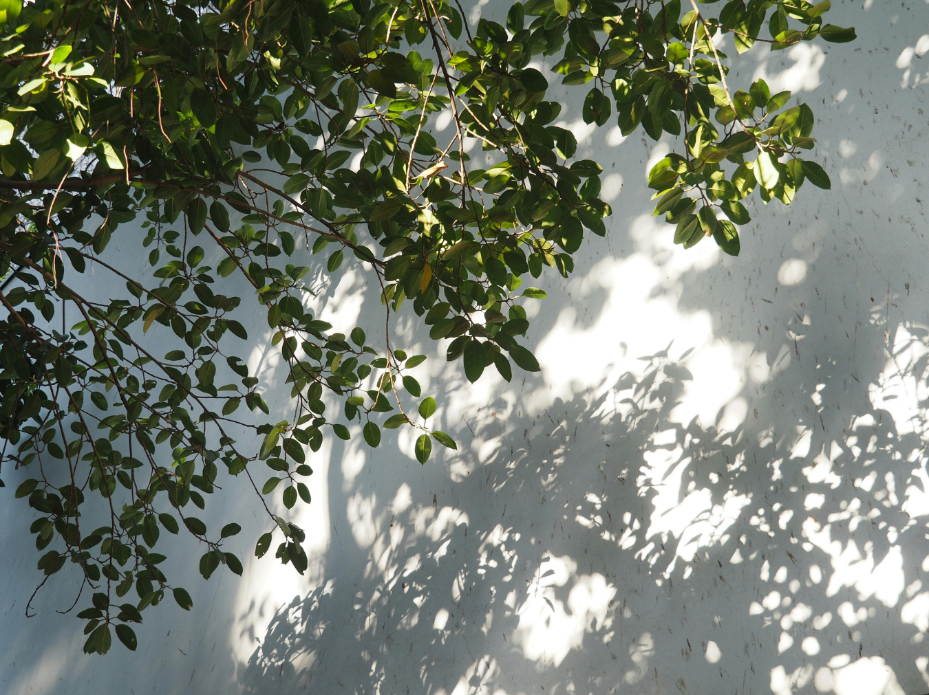 Leafy branches casting soft shadows.