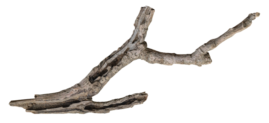 branch 2.png